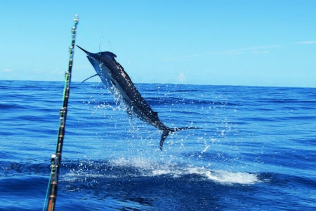 Big Game Fishing Big Game Fishing: Pēwhairangi - Bay of Islands