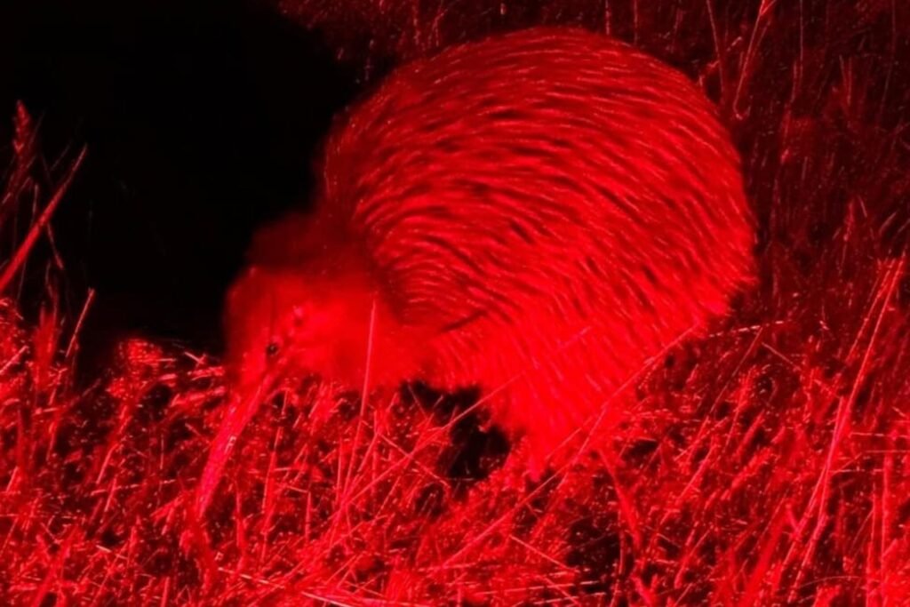 Rakiura Stewart Island