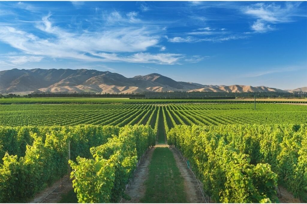 Marlborough Winery