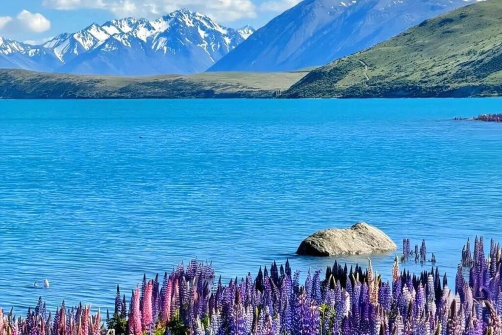 Lake Tekap and lupins