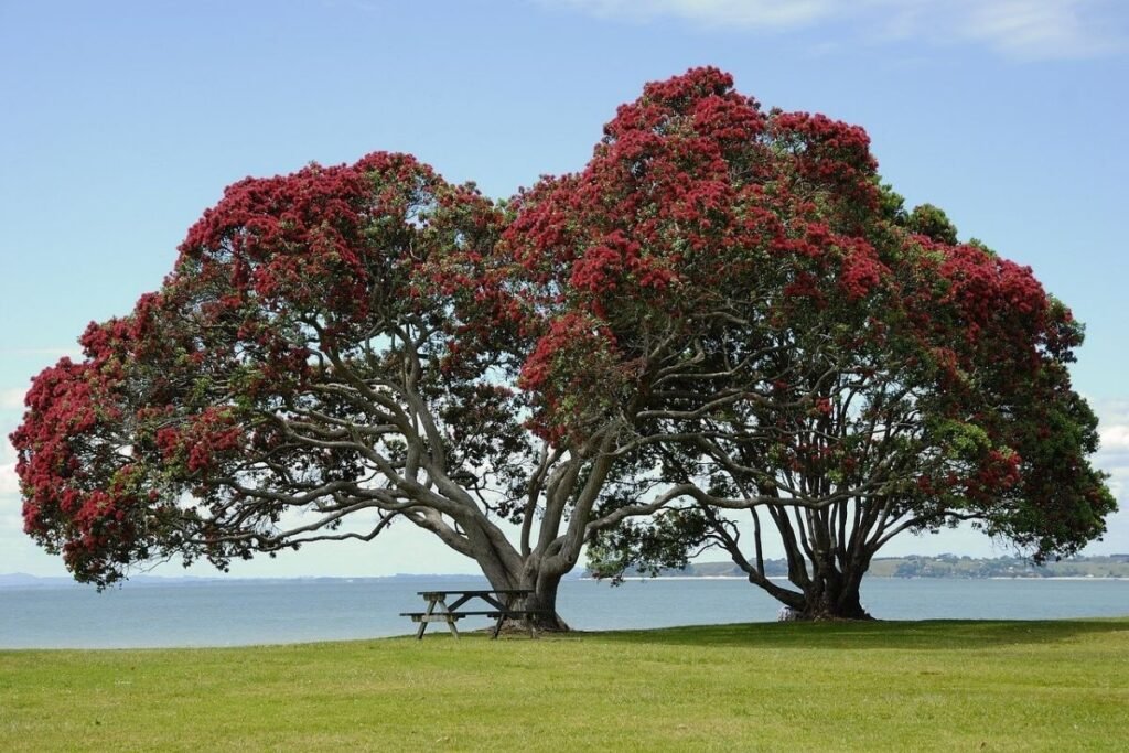 Tamakai Makaurau Auckland Pohutakawa tree on seaside