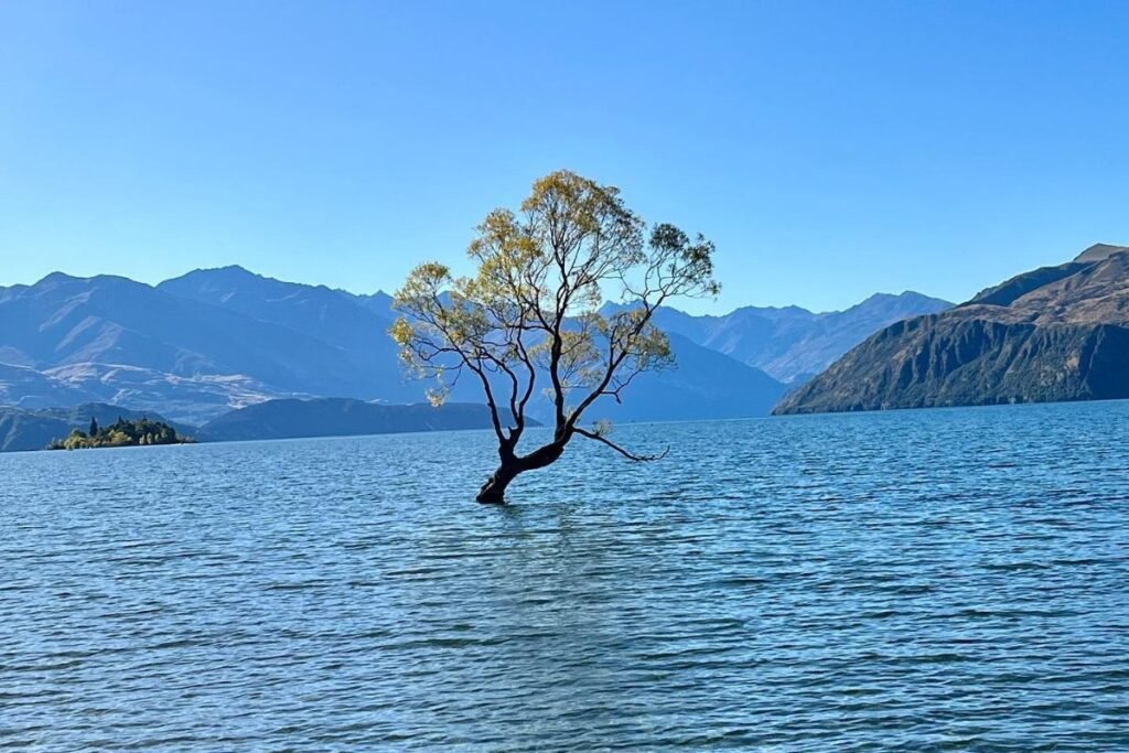 Wanaka Tree
