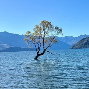 Lake wanaka tree