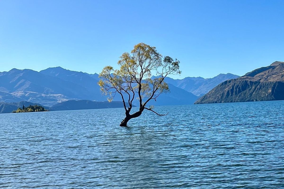 Lake wanaka tree
