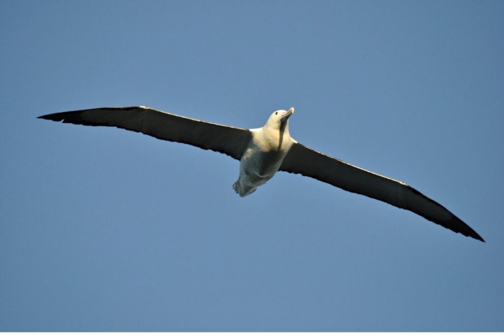 Dunedin Albatross