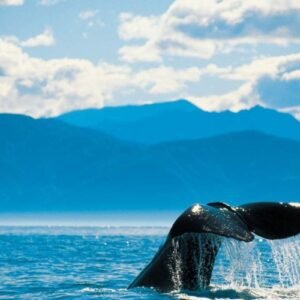 whales kaikoura