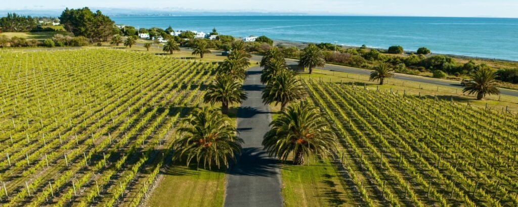 Hawkes Bay vineyard