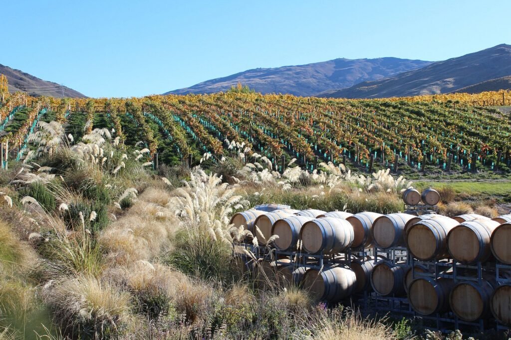 Winery Otago