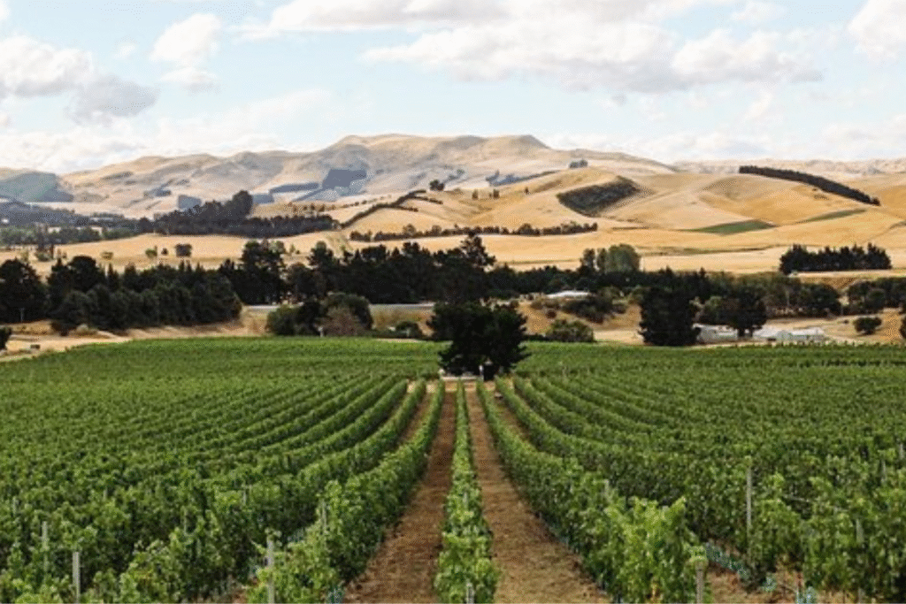 Waipara Wines