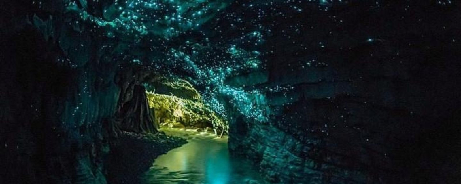Waitomo Grotten Waitomo Caves:lowworm Magic in the Heart of Waikato - Tohu Travellers