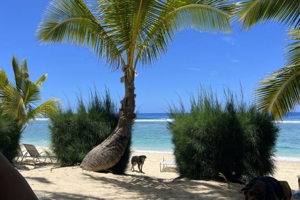 Rarotonga Cook Islands Beach with dogs